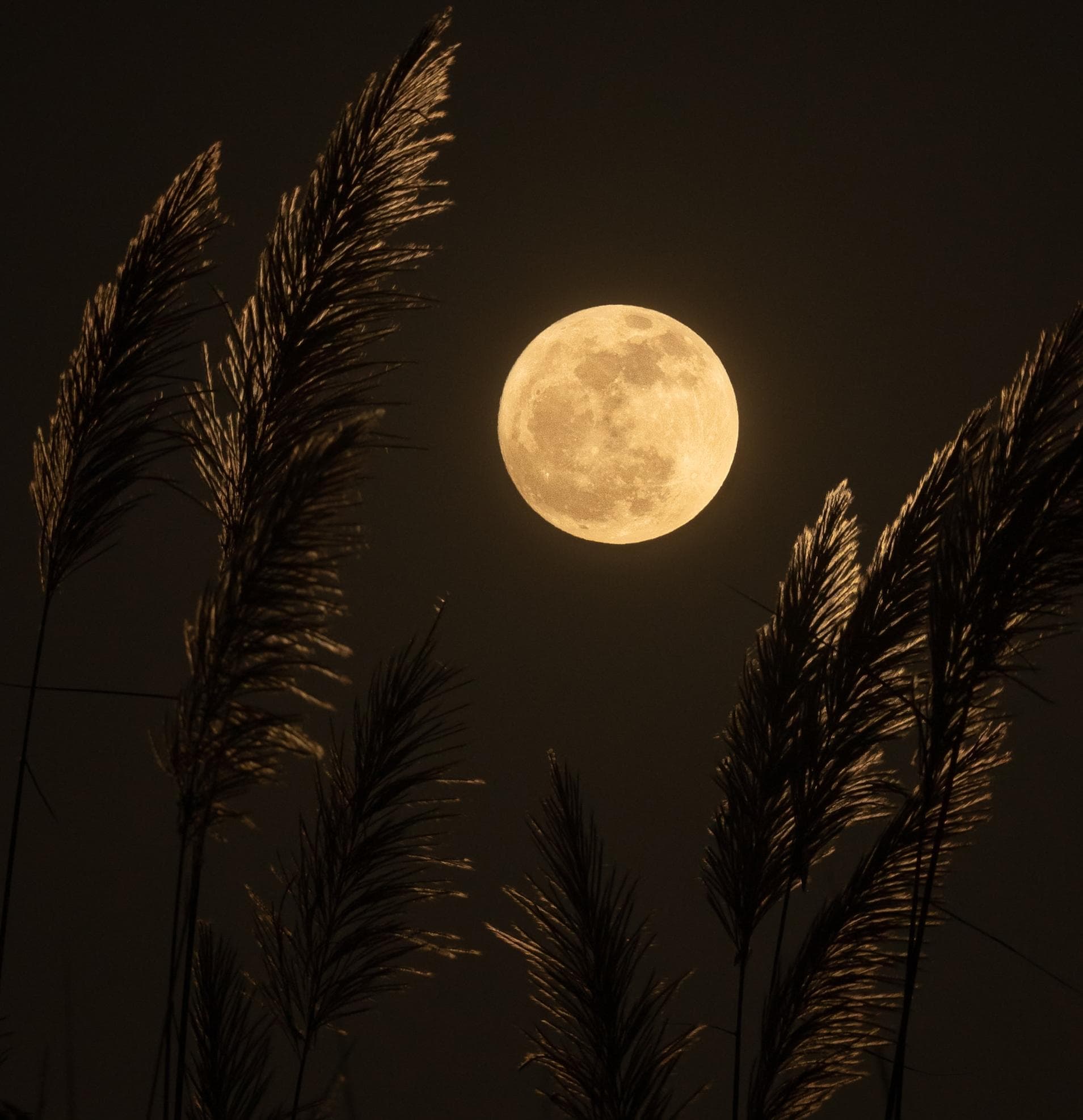 Tsukimi - Moon Viewing Festival